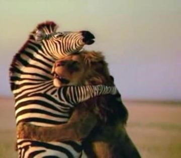 ARG - Zebras Hugs